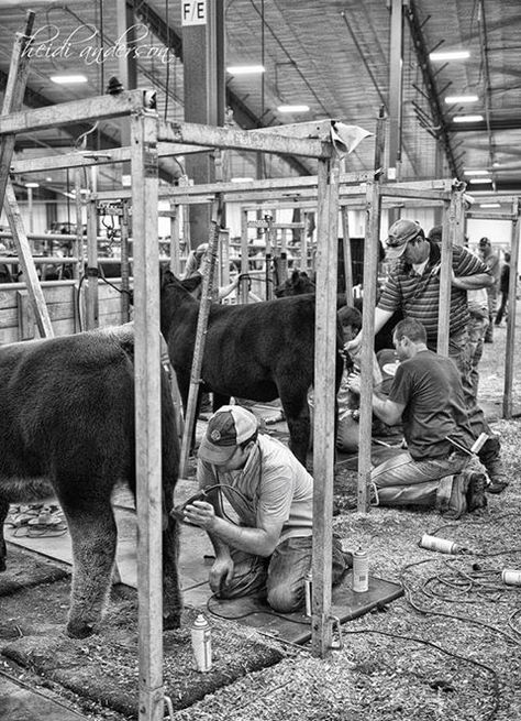 National Jr. show - Heidi Anderson photography Show Cattle Barn, Club Calf, Agriculture Photography, Roping Dummy, Show Steers, Rural Photography, Show Cows, Cattle Barn, Livestock Farming