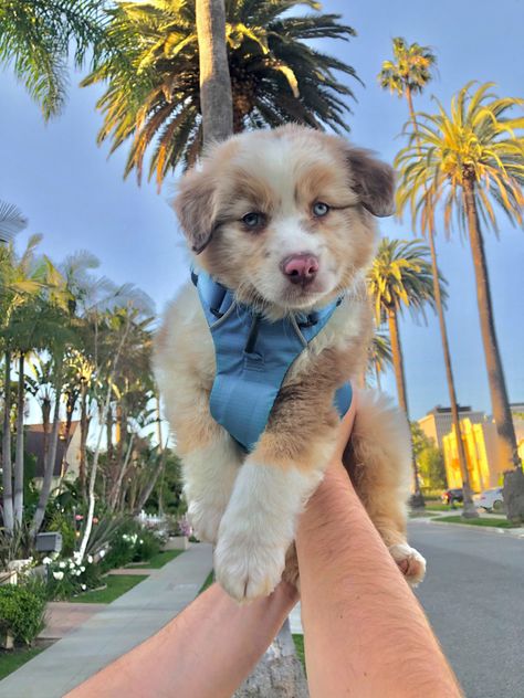 adorable puppy with blue eyes and tan coloring with palm trees lined up in the background Aussie Shepherd Puppy, Mini Aussie Shepherd, Mini Aussie Puppy, Mini Aussies, Aussie Puppy, Dream Puppy, Animal Meanings, Puppy Sitting, Aussie Puppies