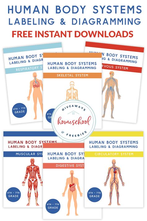 FREE Human Body Systems Labeling with Answer Sheets - Homeschool Giveaways Circulatory System Diseases, Apologia Anatomy, Human Body Lesson, Body Systems Worksheets, Human Body Unit Study, Free Human Body, Human Body Science, Human Body Activities, Human Body Unit