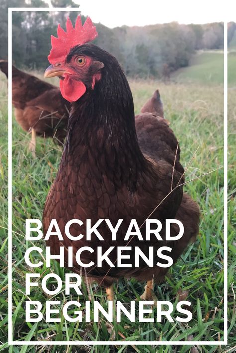 Rhode Island Red chickens in a grassy field Chickens For Beginners, Types Of Chickens, Chicken Owner, Backyard Chicken Farming, Chicken Health, Raising Backyard Chickens, Backyard Flocks, Keeping Chickens, Building A Chicken Coop