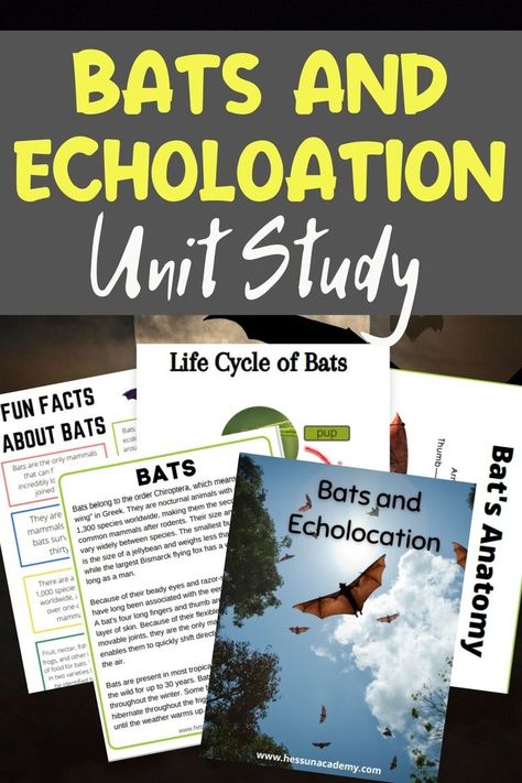 Bats Unit Study, Halloween Unit Study, Bat Lessons, Bats Unit, All About Bats, Homeschool Writing Prompts, Unit Studies Homeschool, Homeschool Field Trips, Printable Lesson Plans