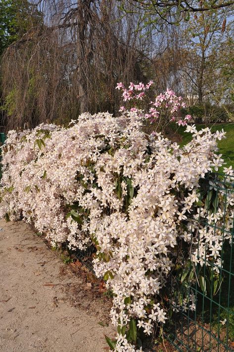 Backyard Planting, Garden Redesign, Clematis Care, Grape Vine Trellis, Clematis Varieties, Clematis Trellis, Clematis Armandii, Climbing Clematis, Fast Growing Vines