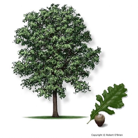 Bur Oak  Quercus macrocarpa   Secondary Names: Mossycup Oak Bur Oak Tree, Texas Trees, Fast Growing Shade Trees, Drought Tolerant Trees, Texas Landscaping, Texas Native Plants, Burr Oak, Tree Textures, Specimen Trees