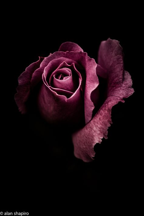 Matka Natura, Dark Flowers, Rose Photography, Purple Rose, Beautiful Rose Flowers, Rose Wallpaper, Dark Floral, Dark Photography, Love Rose