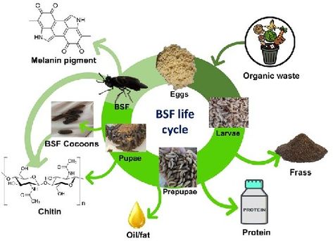 Figure 2 from Valorization of Black Soldier Flies at Different Life Cycle Stages | Semantic Scholar Cycle Stages, Biodegradable Waste, Black Soldier, Black Soldier Fly, Poultry Feed, Science Journal, Life Stages, Composting, Developing Country