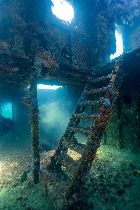 Paul Pichugin - 14/02/21 Inside the Lena shipwreck off the coast of Bunbury, Western Australia Sunken Ship Aesthetic, Mermaid Culture, Mermaid Shipwreck, Shipwreck Aesthetic, Underwater Library, Shipwreck Underwater, Spongebob Nostalgia, Water Kingdom, Underwater Shipwreck