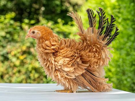 Small Chicken Breeds, Frizzle Chickens, Buff Orpington, Backyard Ducks, Bantam Chickens, Day Old Chicks, Chicken Pictures, Chicken Eating, Beautiful Chickens