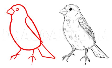 How To Draw Sparrows, Step by Step, Drawing Guide, by makangeni | dragoart.com Sparrows Drawings, Sparrow Drawing, House Sparrow, Drawing Guide, Sparrows, French Girls, Step Drawing, Guided Drawing, August 19