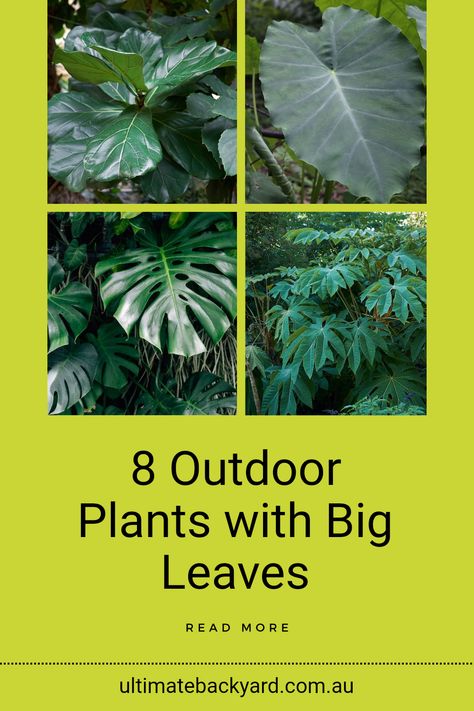 Transform your Australian outdoor space by selecting from our list of 8 outdoor plants featuring large leaves. From the iconic Fiddle Leaf Fig to the stunning Monstera Deliciosa, these plants not only add a tropical vibe to your garden but also improve the air quality. Suitable for various climates across Australia, they bring a lush ambience. Discover each plant's unique attributes and find out which ones will thrive best in your area. Read the complete article for expert advice on choosing and caring for these spectacular plants. Leafy Plants Outdoor, Large Leaf Plants Indoor, Big Monstera Plant, Big Leaf Plants Outdoor, Plants With Big Leaves, Tropical Entrance, Large Leaf Plants, Yellow Calla Lily, Big Leaf Plants