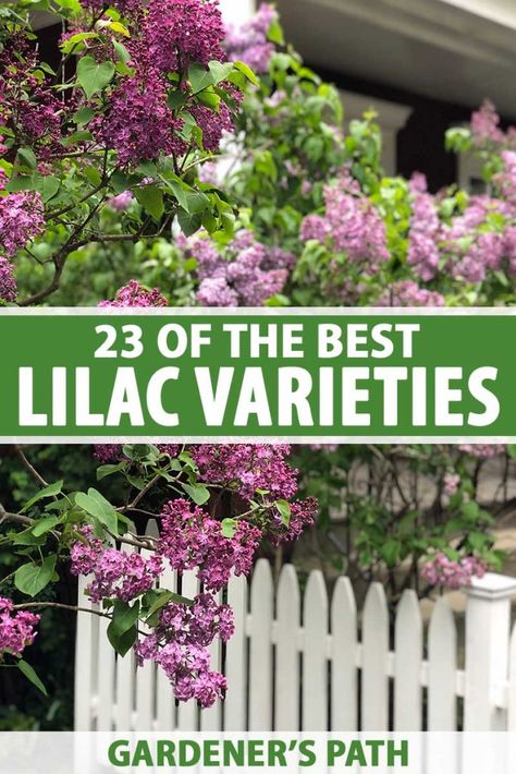 Shrubs For Containers, Lilac Varieties, Lilac Plant, Water Wise Plants, French Lilac, Lilac Bushes, Lilac Tree, Flower Gardening, Fence Landscaping