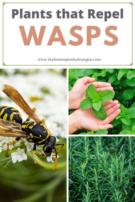 A variety of plants including herbs like mint and rosemary which help repel garden pests like wasps. Wasp Repellent Plants, Spray For Spiders, Natural Wasp Repellent, Slug Control, Wasp Repellent, Get Rid Of Aphids, Diy Bug Spray, Small Herb Gardens, Organic Gardening Pest Control