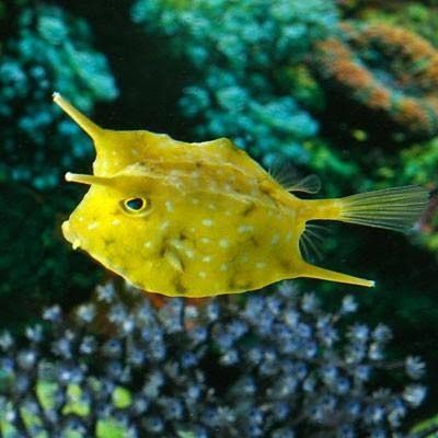 Cow Fish, Different Fish, Salt Water Fishing, Salt Water Fish, Fish For Sale, Saltwater Tank, Marine Fish, The Aquarium, Deep Sea Fishing