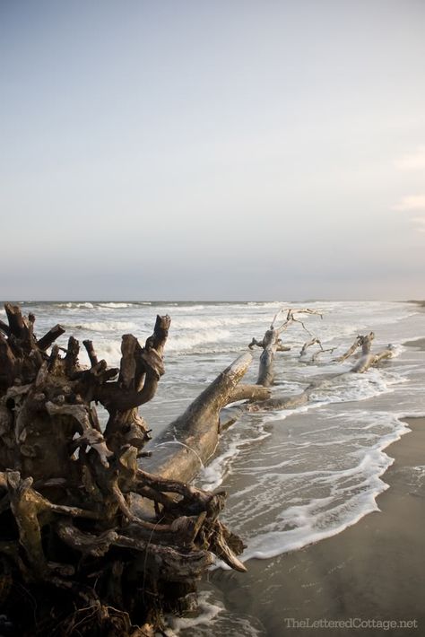 Driftwood The Lettered Cottage, Lettered Cottage, Driftwood Beach, Sell Photos Online, Oyster Bay, Beach Wood, Sell Photos, I Love The Beach, Beach Living