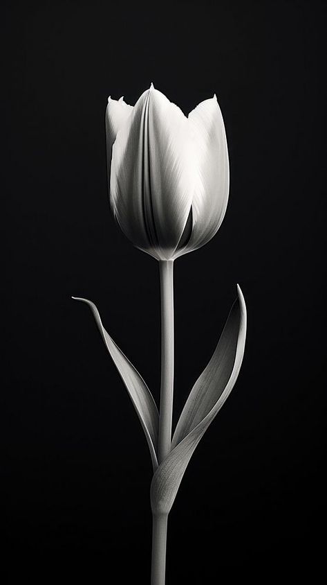 Photography of tulip flower petal plant white. | premium image by rawpixel.com Black And White Aesthetic Vintage Wallpaper, Wallpaper Aesthetic Tulips, Roses Iphone Wallpaper, Rose Iphone Wallpaper, Tulips Black, Aesthetic Tulips, Tulips Vintage, Iphone Wallpaper Dark, Tulips Aesthetic