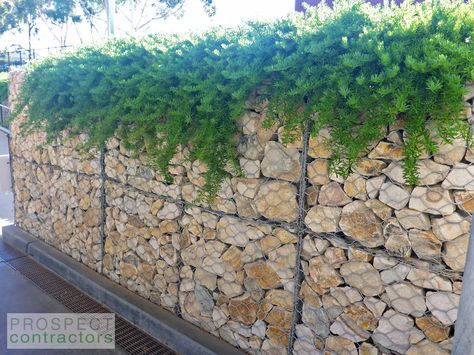 Gabions with overhanging plants. Rock Wall Gardens, Garden Dividers, Gabion Retaining Wall, Stone Walls Garden, Garden Retaining Wall, Gabion Wall, Landscaping Retaining Walls, Hot Tub Garden, Tiered Garden