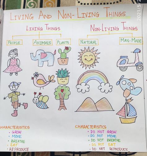 Chart telling about living things and non living things it's characteristics and it's bifurcation. Kindergarten Living Things Activities, Living And Nonliving Anchor Chart Kindergarten, Living And Non Living Activities For Kindergarten, Living Nonliving Anchor Chart, Needs Of Living Things Grade 1, Living And Non Living Things Activity For Kindergarten, Living And Nonliving Anchor Chart, Living And Not Living Things Worksheet, Living And Non Living Things Anchor Chart