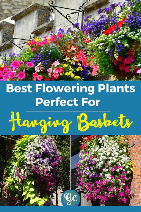 Of the flowers you can grow in hanging baskets, some are really extraordinary, as they will give you so many flowers for so long, and such beautiful flowers that your containers will look like works of art. Here are 15 of the best flowers for hanging baskets for adding color and interest to your balcony or small space garden. Best Flowers For Hanging Baskets, Flowers For Hanging Baskets, Small Space Garden, Floating In The Sky, Flower Garden Plans, Space Garden, Porch Plants, Climbing Flowers, Balcony Flowers