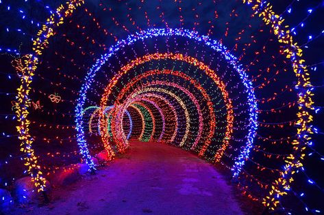 Christmas decorative LED fairy lighted tunnel | iChristmasLight Light Tunnel, Florida Christmas, Christmas Light Displays, Traditional Colonial, Colonial Christmas, Island 2, Garden Christmas, Christmas Town, Plant Lighting