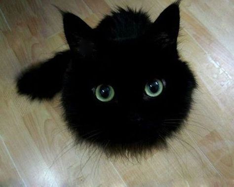 This Black Cat Looks Like Toothless Soft Kitty Warm Kitty, Cele Mai Drăguțe Animale, Söpö Kissa, Koci Humor, Söt Katt, Night Fury, A Black Cat, 웃긴 사진, Cat Facts