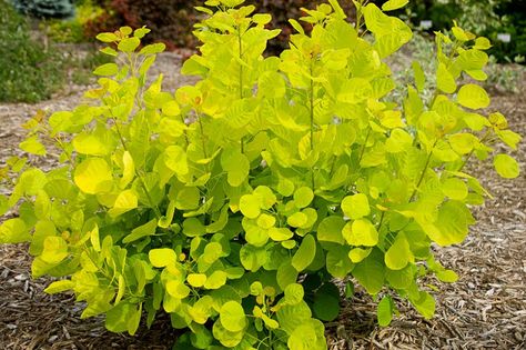 Cotinus coggygria 'Golden Spirit' (Smokebush) Katsura Tree, Cotinus Coggygria, Bush Garden, Panicle Hydrangea, Hydrangea Paniculata, Planting Shrubs, Garden Shrubs, Starter Plants, Buy Plants