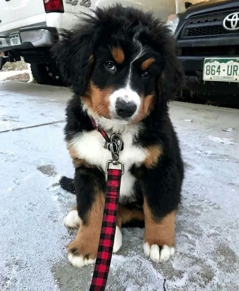 Burmese Mountain Dogs, Big Dogs Breeds, Biggest Dog In The World, Biggest Dog, Cute Fluffy Dogs, Javon Walton, Puppies Cute, Dog Mommy, Really Cute Puppies