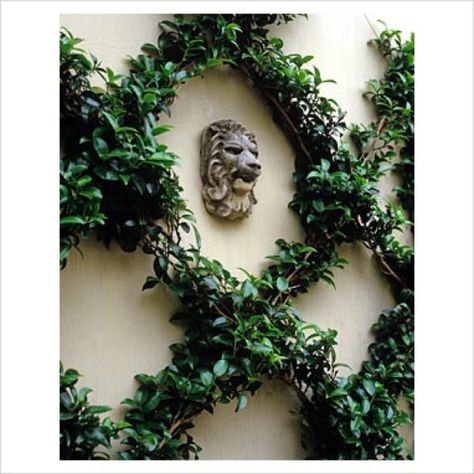 Espaliered camellia vertical garden classic elegant glam +++jardin trepadora en forma de rombos en pared muro Espalier Camellia, Camellia Garden, Formal Gardens, White Gardens, Enchanted Garden, Plant Pictures, Garden Pool, Gorgeous Gardens, Courtyard Garden