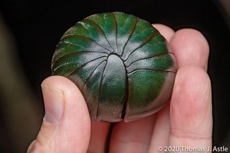 Giant green pill-millipede (Zoosphaerium neptunus). Native to madagascar. Giant Isopod, Millipedes, Woodlice, Convergent Evolution, Pill Bug, Horseshoe Crab, Cool Bugs, Cute Reptiles, Curious Creatures