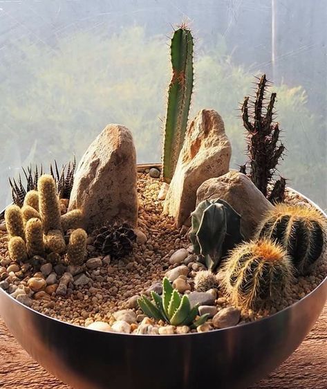 Cactus Dish Garden, Repot Succulents, Mini Rock Garden, Succulent Plants Indoor, Cactus Bowl, Mini Cactus Garden, Kaktus Dan Sukulen, Cactus Arrangement, Cactus Terrarium