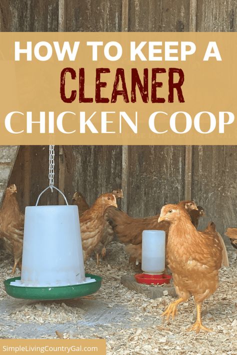 Cleaning Out Chicken Coop, Chickens In The Garden Ideas, Cleaning Chicken Coop With Vinegar, What To Put In Chicken Coop, Easy To Clean Small Chicken Coop, Clean Chicken Coop Ideas, Clean Chicken Coop Hacks, Keeping Chicken Coop Clean, Fun Things For Chickens To Do