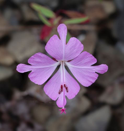 Name: Fairy Fans (Clarkia breweri); Range: California; Height: 20cm; 📸: John Game Funky Florals, Pretty Plants, A To Z, Flowers Nature, Cool Plants, Summer Garden, Plant Life, Amazing Flowers, Botany