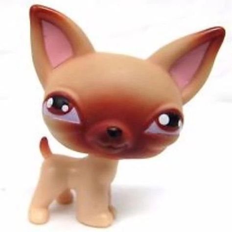 Lps Bear, Littlest Pet Shop 2000s, Lps Chihuahua, Lps Pfp, Lps Rare, Lps Baby, Old Lps, Lps Blythe, Lps Drawings