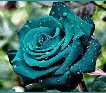 ⭐Beautiful Teal Rose⭐ Pot Diy, Green Roses, Rare Roses, Rose Seeds, Outdoor Plant, Rainbow Roses, Rare Flowers, Climbing Roses, Diy House