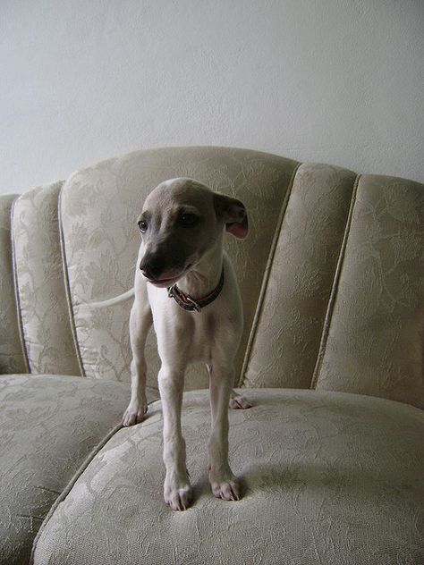 Whippet papy Floriano. Photo by Monique Paiva. Whippet Puppy, Whippet Puppies, Pet Pet, Puppies And Kitties, Grey Hound Dog, Cute Creatures, Whippet, Adorable Animals, Animals Friends