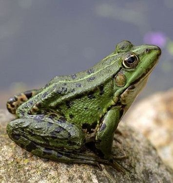 Poisonous Animals, Common Frog, Amazing Frog, Kenneth Grahame, Mr Toad, The Wind In The Willows, Frog Pictures, Underwater Animals, Frog Art