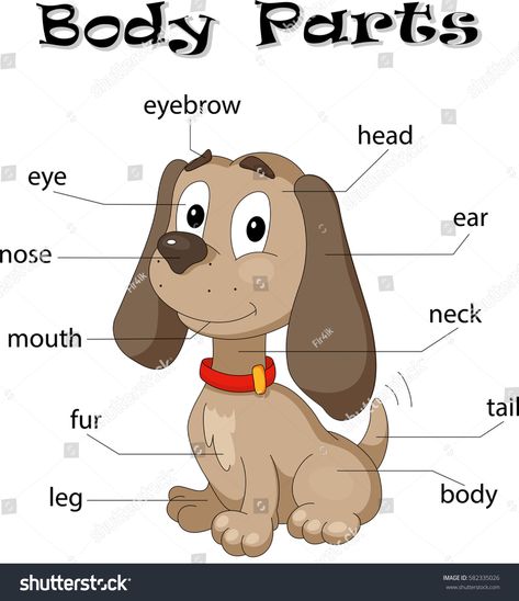 Body Parts Worksheet, Body Parts For Kids, Animal Body Parts, Body Part Drawing, K Crafts, Dogs And Kids, Big Dog, English Class, Amazing Animals