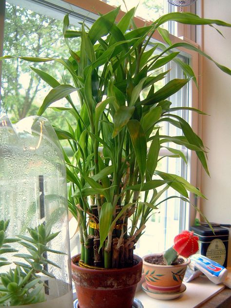 Lucky Bamboo has been a symbol of good fortune for over 4,000 years. Also known as Dracaena sanderiana, it will thrive in almost any area of the home. Bamboo Plant Indoor, Lucky Bamboo Care, Indoor Bamboo Plant, Bamboo Plant Decor, Bamboo House Plant, Bamboo Plant Care, Indoor Bamboo, Dracaena Sanderiana, Tanaman Air