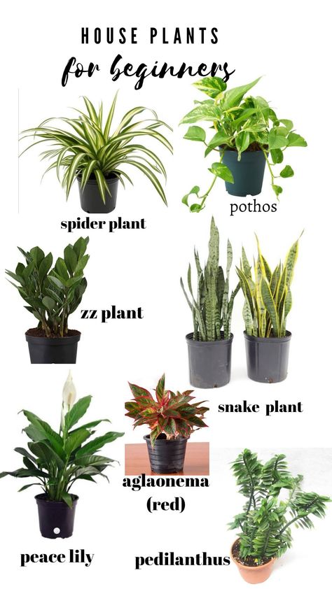 Plants Information, Propogating Plants, Plants With Colorful Leaves, Inside House Plants, Plant Aesthetics, Indoor Garden Rooms, Plant Rack, Wall Hanging Decorations, Indoor Plant Wall