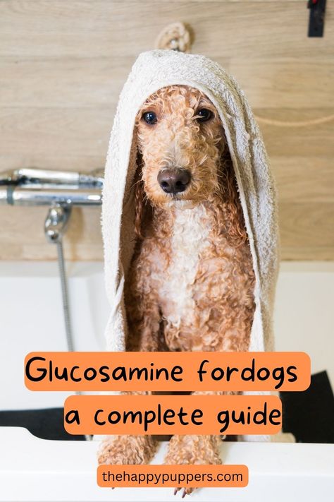 Dog guardians understand that it’s easier to dodge a bullet than expect their dogs to sit still for more than two mins. Common joint problems like hip dysplasia, ligament issues etc. can lead to joint stiffness, pain, and severely reduced mobility. To protect the joints of their beloved fur babies, dog guardians use glucosamine for dogs.  #dogcare#dogcaretips #dogmomlife #dogblog #dogblogger #dogsupplements #thehappypuppers Glucosamine For Dogs, Dog Joints, Elderly Dogs, Hip Dysplasia, Diy Dog Treats, Dog Supplements, Healthy Pets, Dog Blog, Old Dogs