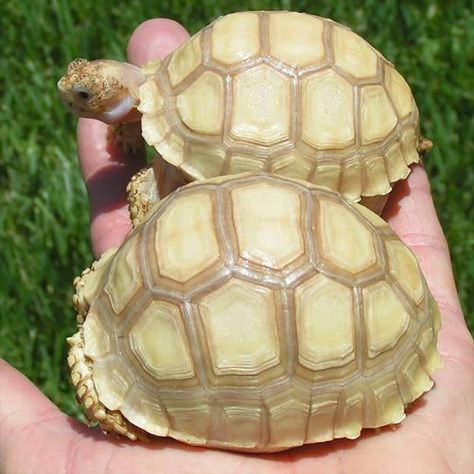 Sulcata Tortoise Substrate | what is the best substrate for a Sulcata tortoise Tortoise Substrate, Tortoise Aesthetic, African Sulcata Tortoise, Turtles For Sale, Tortoise Table, Tortoise Care, Tortoise Habitat, Baby Tortoise, Exotic Pet