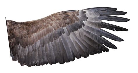 Eagle Wing - detailed photo Wing Png, Wing Anatomy, Types Of Wings, The Revelation Of Jesus Christ, White Tailed Eagle, Flight Feathers, Wings Png, Mute Swan, Eagle Bird