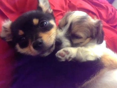 These Cute Puppies Hugging Will Melt Your Heart Cheer Up Pictures, Puppy Hug, Dogs Hugging, Animal Hugs, Cute Funny Dogs, Cute Creatures, Cat Gif, Shih Tzu, Funny Dogs