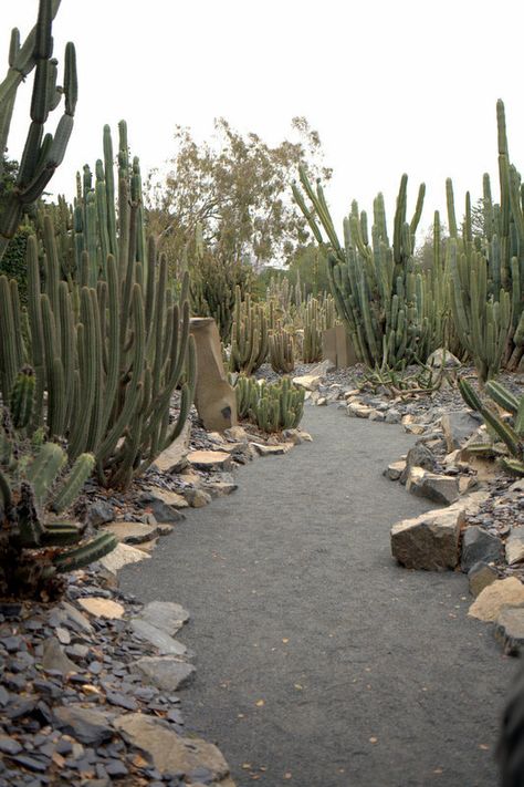 Landscape With Cactus, Desert Vegetation, Desert Botanical Garden Arizona, Desert Plants Landscaping, Desert Landscaping Backyard, Sonoran Desert Architecture, Desert Landscape Design, Desert Backyard, Arizona Backyard