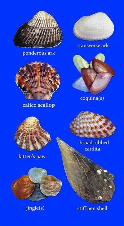 Image result for Shell Identification Chart pacific coast | Sea shells ... Sea Shells Ideas, Shells Ideas, Calico Scallop, Seashell Identification, Types Of Shells, Seashell Projects, Ocean Treasures, Shell Crafts Diy, She Sells Seashells