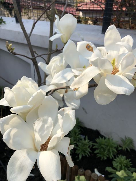 Magnolia Yulan - white flower magnolia Magnolia Aesthetic Flower, Yulan Magnolia Flower, Magnolias In Vase, Yulan Magnolia, Flower Magnolia, Magnolia Stellata, Magnolia Parks, Magnolia Park, Magnolia Flowers