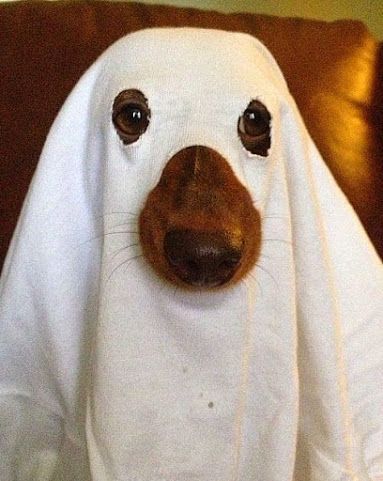 15 Best Halloween Costumes for Dachshunds Dachshund Costume, Best Dog Halloween Costumes, Arte Dachshund, Costumes For Dogs, Dog Costumes Funny, Diy Dog Costumes, Best Halloween Costumes, Pet Halloween Costumes, Dog Halloween Costumes