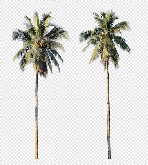 Palm Tree Architecture, Landscape Tattoos, Floral Names, Palm Tree Png, Guy Selfies, Tree Photoshop, Tree Collage, Photoshop Rendering, Landscape Tattoo