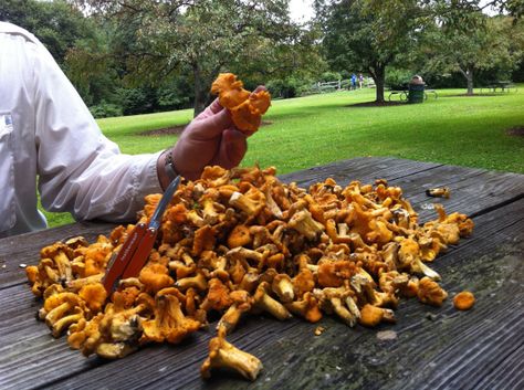 freezing chantrelles Chanterelle Mushroom Recipes, Chanterelle Recipes, Edible Wild Mushrooms, Wild Mushroom Recipes, Foraging Recipes, Edible Mushrooms, Foraged Food, Wild Mushrooms, Wild Food