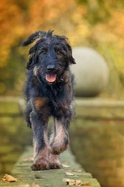 Shepadoodle (German Shepherd-Poodle Mix) Info, Puppies, Pictures German Shepherd Poodle Mix, Puppies Pictures, Scruffy Dogs, Doodle Dog, Companion Dog, Poodle Mix, Poodle Puppy, American Kennel Club, Large Dog Breeds