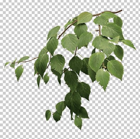 River Birch, Plant Texture, Autumn Leaf Color, Birch Leaf, Collection Ideas, Leaves Illustration, Tree Png, Leaf Drawing, Leaf Texture