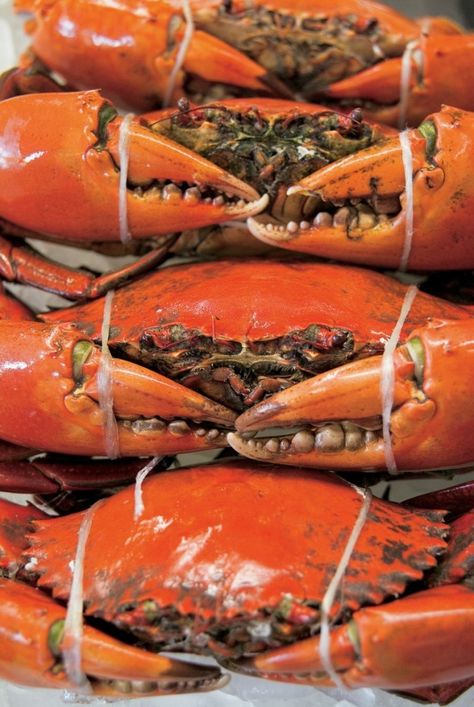 Places to eat mud crab Meat Animals, Mud Crab, Brisbane Restaurants, Be Mysterious, Crab Appetizer, Crab Stuffed Mushrooms, Blue Crabs, Crab Boil, Crab Dip